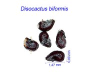 Disocactus biformis GC.jpg1.jpg